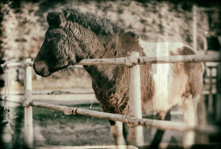Old style photography, horse in the wild westの写真素材