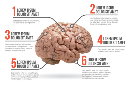 Human brain infographic vector illustrationのイラスト素材