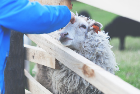 Little boy stroking sheep on farm, vintage filterの写真素材