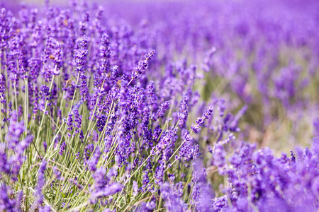 Lavender bushes close up, sunny summer day backgroundの写真素材