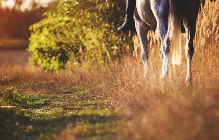 Horse at the farm stands on road in fieldの写真素材