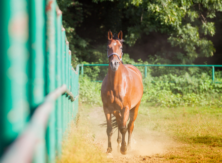 Horse walking on paddock in riding schoolの写真素材