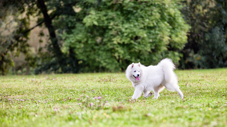 Samoyed dog at grass field in the parkの写真素材