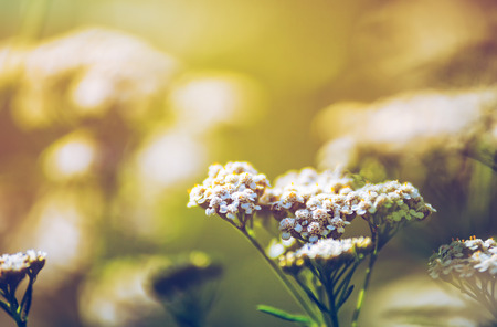 Wild meadow flora close up, ecology nature macro with small depth of fieldの写真素材