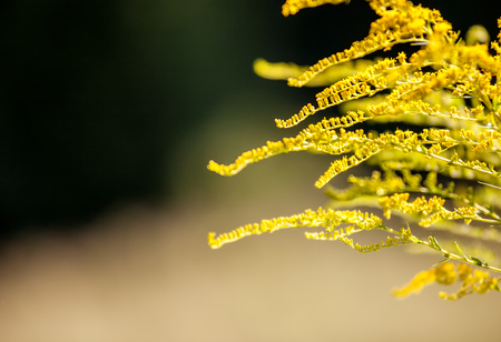 Wild meadow flora close up, ecology nature macro with small depth of fieldの写真素材