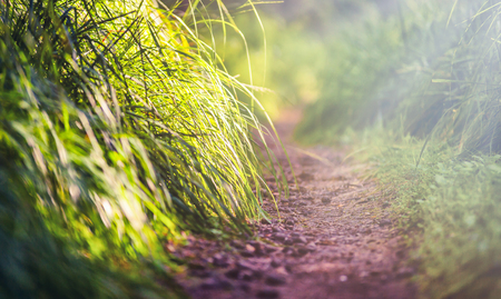 Line path in forest close up, ecology nature macro with small depth of fieldの写真素材