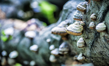 Many mushrooms on tree trunk, fungus close up