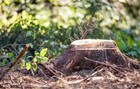 Tree stump in forest, ecology nature backgroundの写真素材