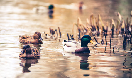 Animals in wildlife, mallard ducks swimming on like at autumnの写真素材