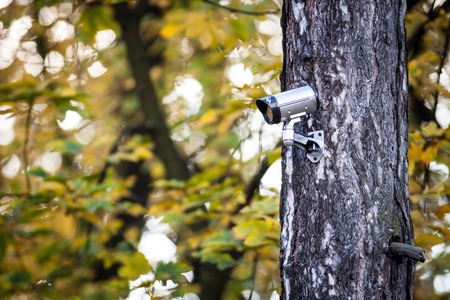 Security camera on tree, surveillance in the forest
