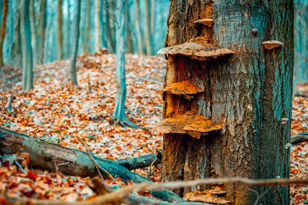 Old tree with fungusの写真素材