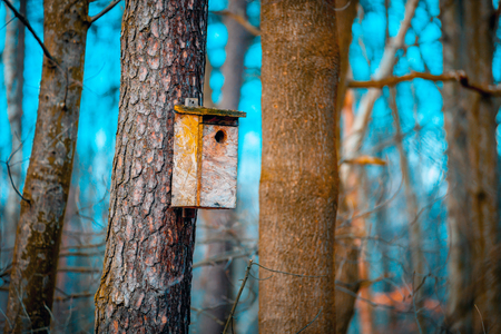 Hand made wooden birdhouse on tree in the forestの写真素材