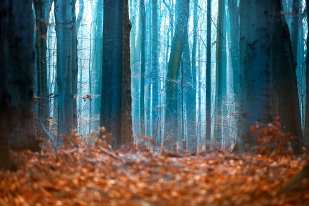 Fairytale dark forest at eveningの写真素材
