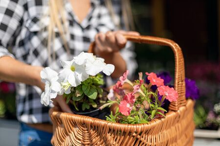 Customer with basket full of flowers in garden centerの写真素材