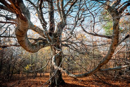 Old magical tree with big branches at autumnの写真素材