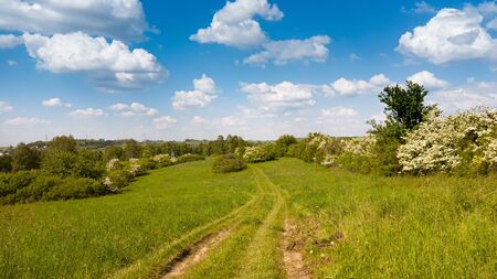 Field road in the village at sunny dayの写真素材