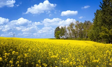Blooming yellow rape field at sunny spring dayの写真素材
