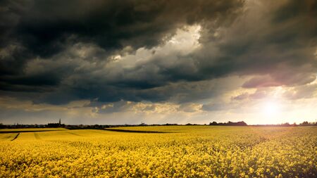 Blooming yellow rape field at stormy spring dayの写真素材