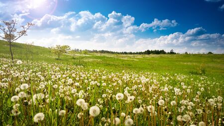Dandelion field at spring sunny dayの写真素材