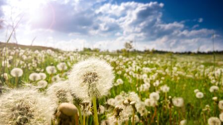 Dandelion field at spring sunny dayの写真素材