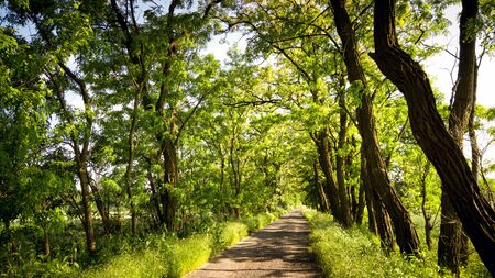 Tree lined country roadの写真素材