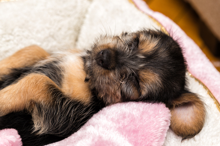 Sweet Dreamsの写真素材