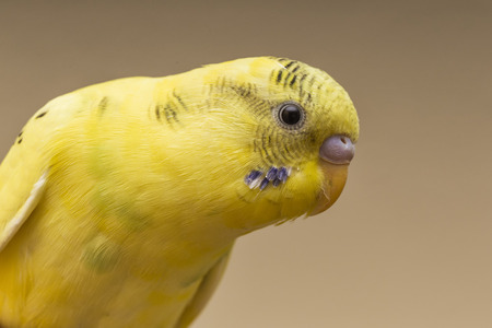 Parakeet