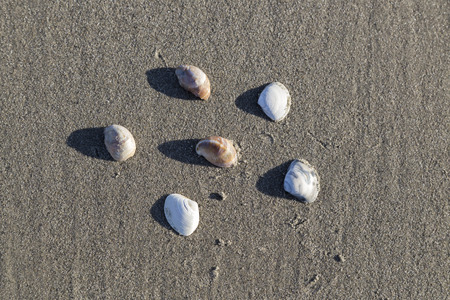 The Shell on the Sand