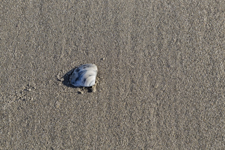 The Shell on the Sand