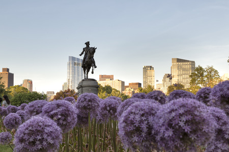 The George Washington Statue with Garlic Flowersの写真素材