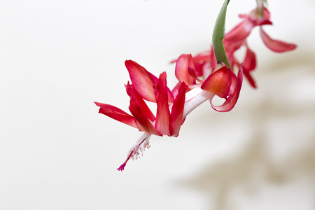 The Christmas Cactus Flowerの写真素材