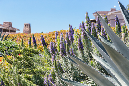 The Flora of California