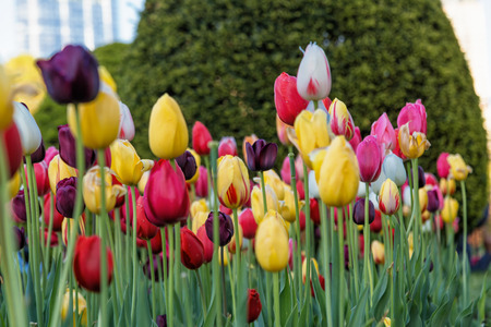 The Colorful Tulips