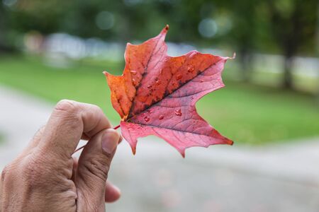 Holding a Red Leafの写真素材
