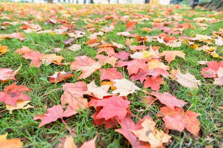 Fall in Massachusettsの写真素材