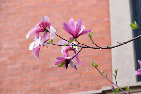 Springtime in Bostonの写真素材