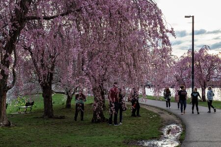 Cherry Blossom in Bostonの写真素材