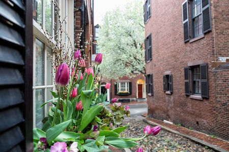 The Tulips
