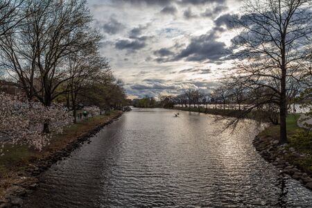 Cherry Blossom in Bostonの写真素材