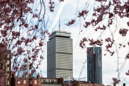 Cherry Blossom in Bostonの写真素材