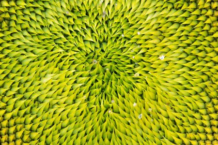 Details of a Sunflowerの写真素材