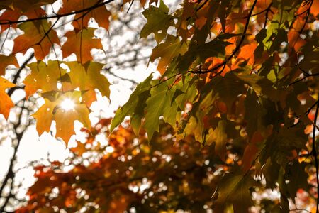 Afternoon of Autumn in Watertownの写真素材