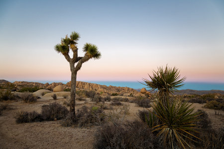 Joshua Tree National Park in California, United States. Yucca brevifolia.の写真素材