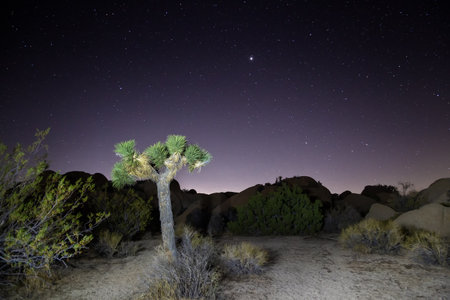 Joshua Tree National Park at night, California, United States of Americaの写真素材
