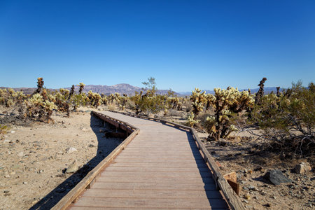 Wooden boardwalk in Joshua Tree National Park, California, USAの写真素材