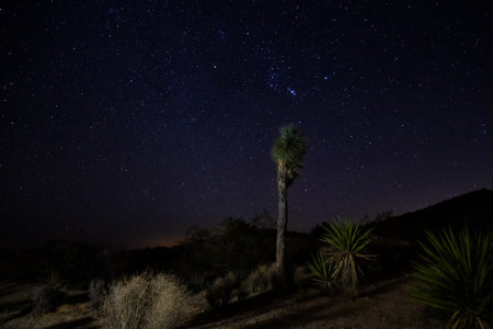 Landscape of Joshua Tree National Park at night, California, USAの写真素材