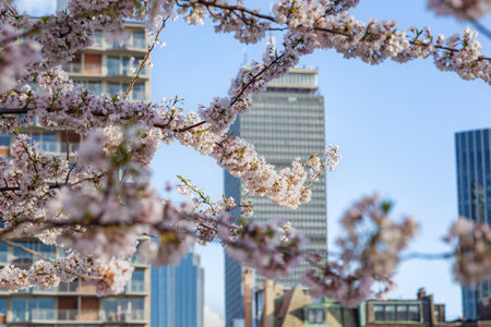 Cherry blossoms and skyscrapers.の写真素材