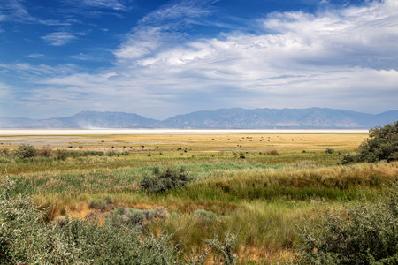 Desert landscape with cattle grazing in the foregroundの写真素材