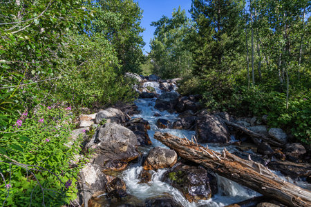Mountain river with rapids in the forest on a sunny summer dayの写真素材