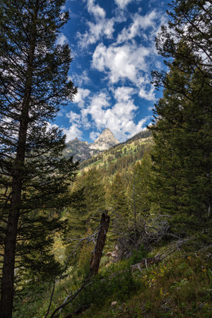 Mountain landscape with coniferous forest and blue sky with cloudsの写真素材